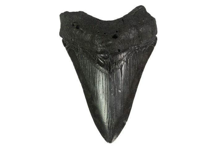 Bargain, Fossil Megalodon Tooth - South Carolina #135934